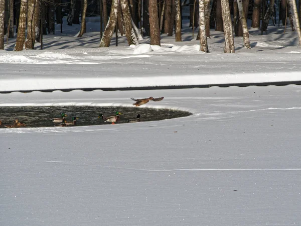 Mallard Kachna Letu Nad Polynya Rybníku Pozadí Pobřežního Lesa Sněhem — Stock fotografie