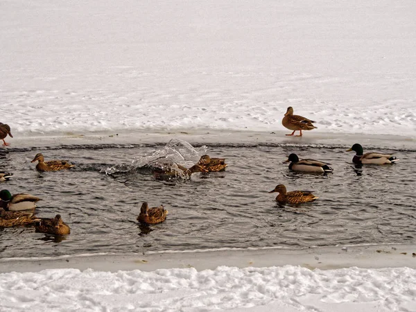 Mallard Duck Splashed Ice Hole Reservoir Winter Which Other Mallards — Stock Photo, Image