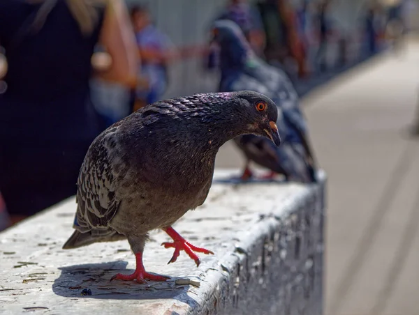 Een Duif Columba Livia Rotsduif Die Één Voet Zijwaarts Staat — Stockfoto