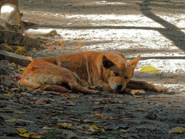 Yaşlı kızıl köpek yerde uyuyor. Düşen yaprakların arasında.