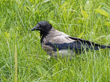 Kapüşonlu karga (Corvus cornix) ayrıca kapüşonlu, İskoç karga, Danimarka kargası ve çimenlikteki gri karga olarak da bilinir..