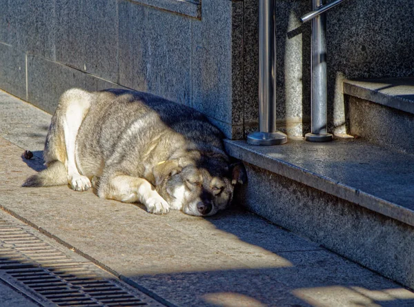 Старая Серая Собака Спит Тротуаре Улицы — стоковое фото