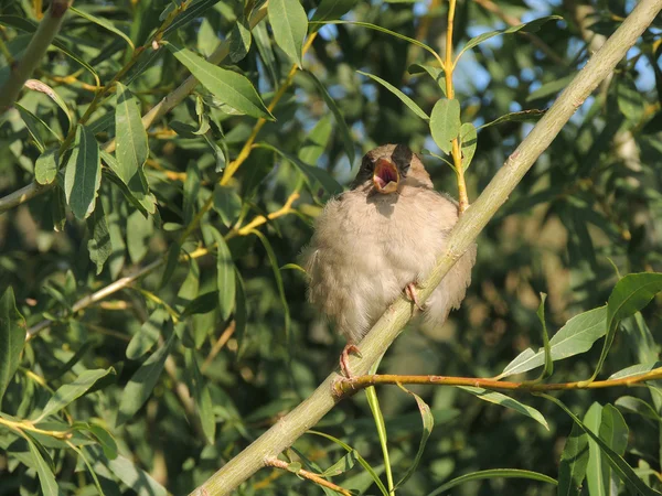 Passero di Casa di Chirp su un ramo di un salice — Foto Stock