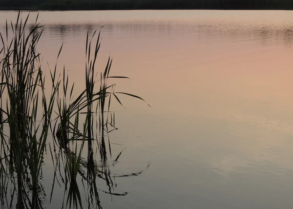 Roseaux et sa réflexion — Photo