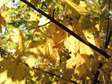 akçaağaç yaprakları