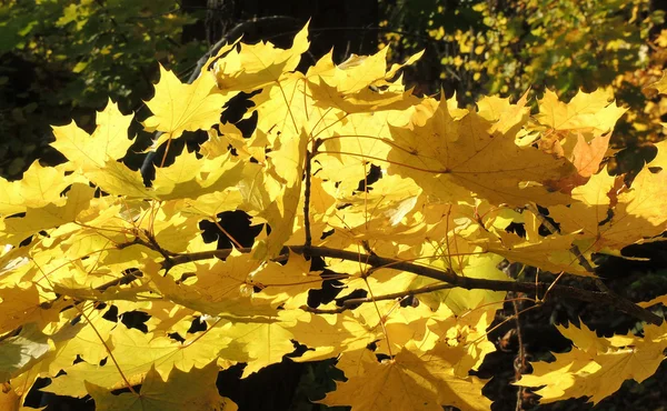 Foliage of Acer platanoides — Stock Photo, Image