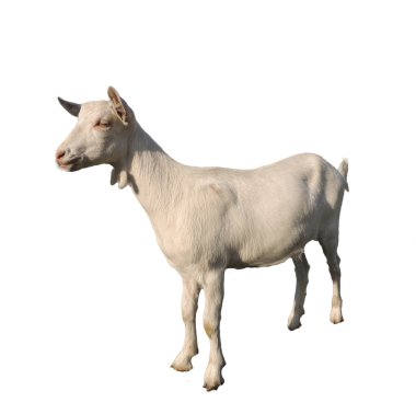 Genç Beyaz Keçi izole