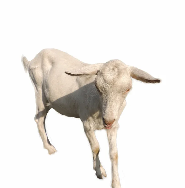 Біла молода коза ізольована — стокове фото