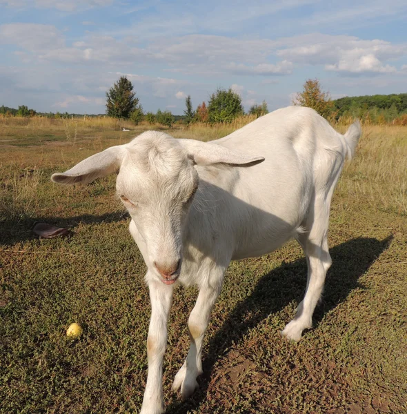 Білий молодих Коза — стокове фото