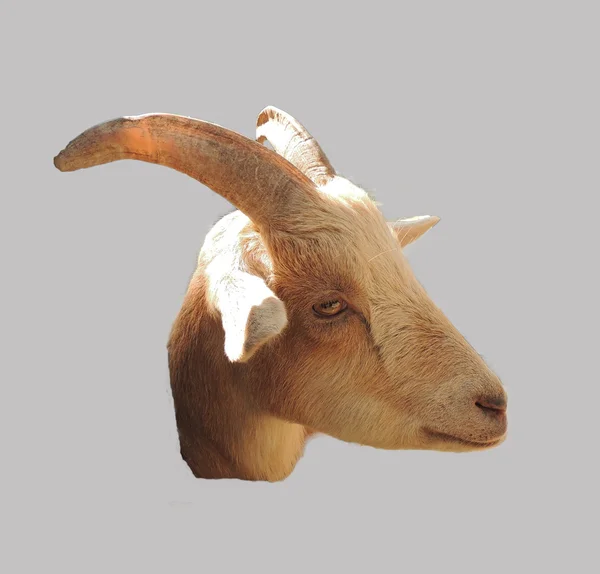 Cabeça de cabra com chifres isolada — Fotografia de Stock