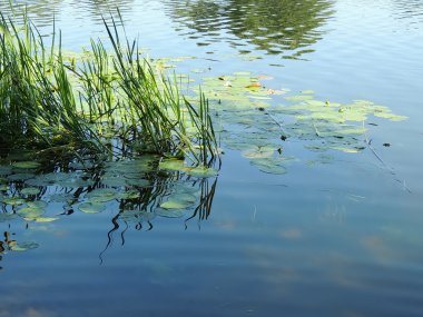 Reed ve Nilüfer gölet