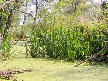 rushy ve duckweed Nehri