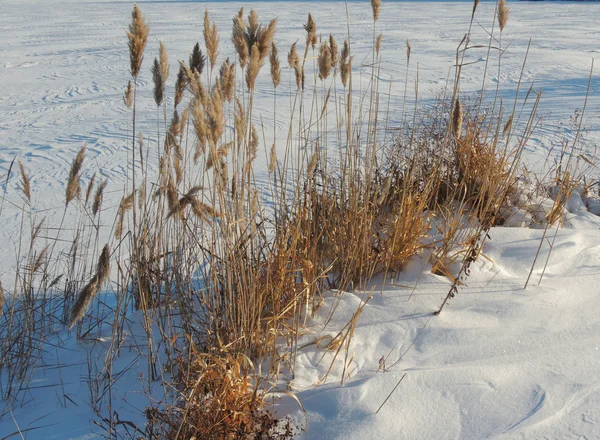 Společné reed na zimní — Stock fotografie