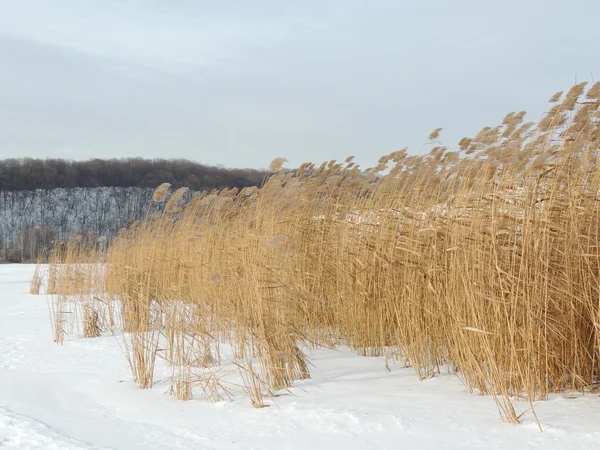 Společné reed v zimě — Stock fotografie