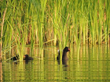 Sazlık ducklings ile ortak moorhen