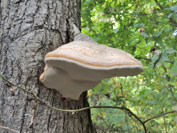 A Tapló gomba — Stock Fotó