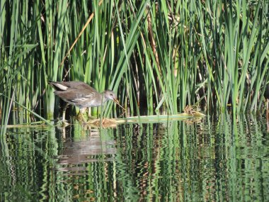Ortak moorhen 3-4 ay yaşlı sazlık