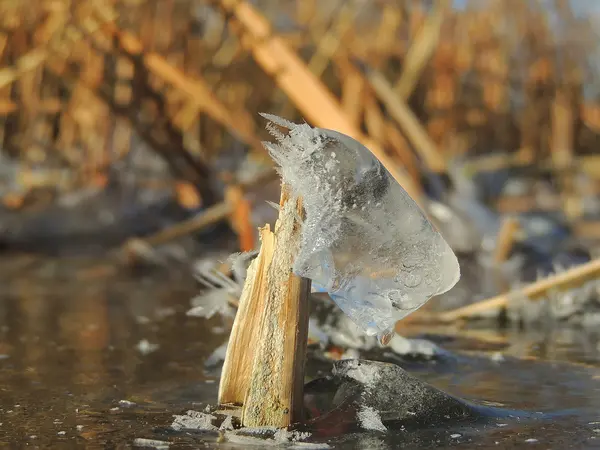 Ghiaccio e cristalli sul gambo — Foto Stock