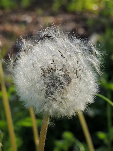 Обыкновенный одуванчик с семенами — стоковое фото