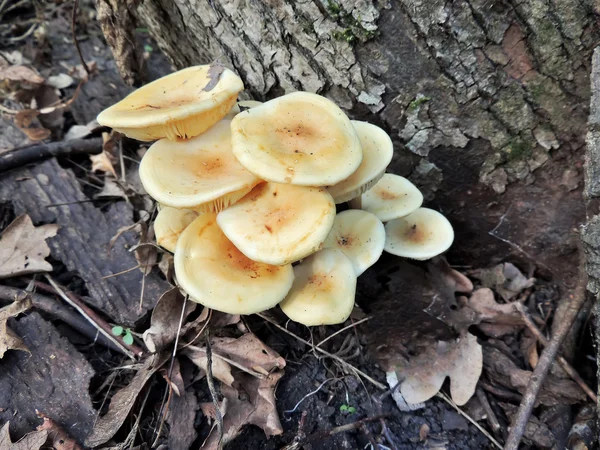 Cogumelos de inverno abaixo de uma árvore nas florestas outonais Imagem De Stock