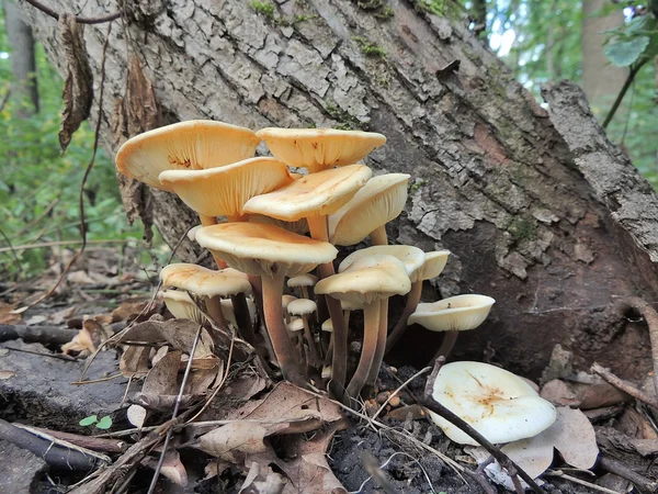 Goldnadelpilz unter einem Baum im herbstlichen Wald — Stockfoto