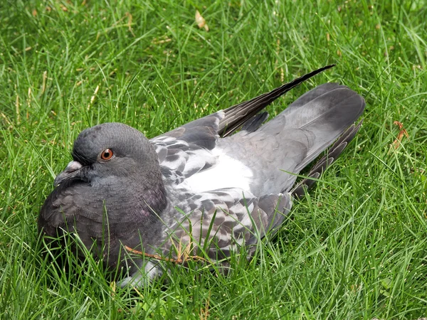 Felsentaube sitzt im Gras — Stockfoto