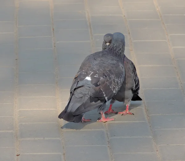 Een woord in uw oor — Stockfoto