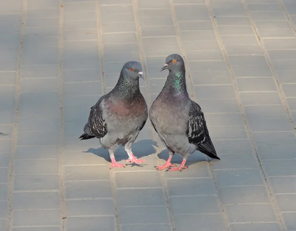 Pair of rock pigeon — Stock Photo, Image