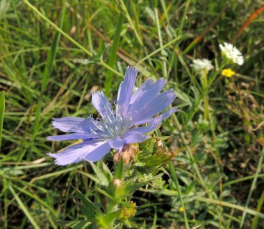 Hindiba çiçek sunlighted