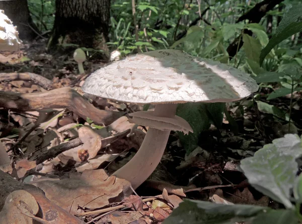 Змеиная шляпа из Parasol mushroom — стоковое фото