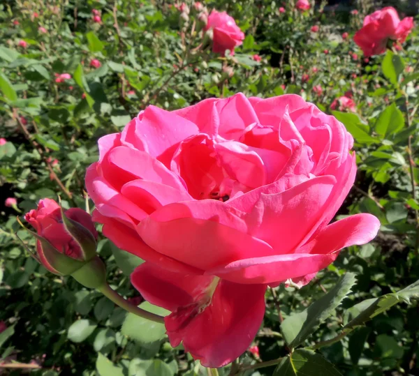 Sunlighted kwiat róży — Zdjęcie stockowe