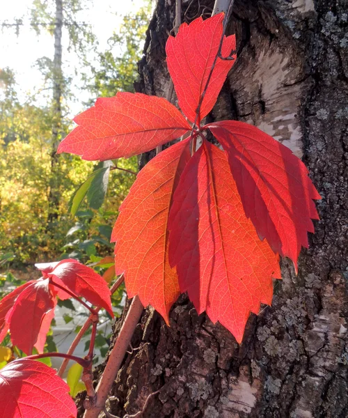 Листья партеноцисса на березовом стволе — стоковое фото
