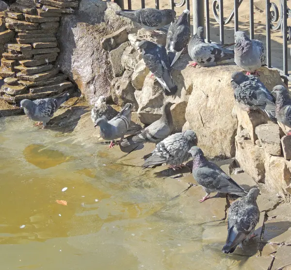 The pond with rock doves — Stock Photo, Image