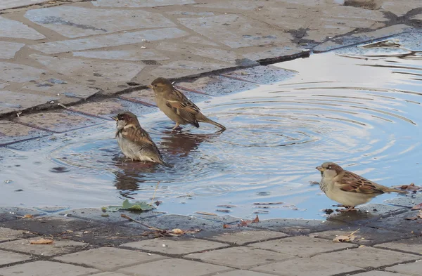 In de plas — Stockfoto