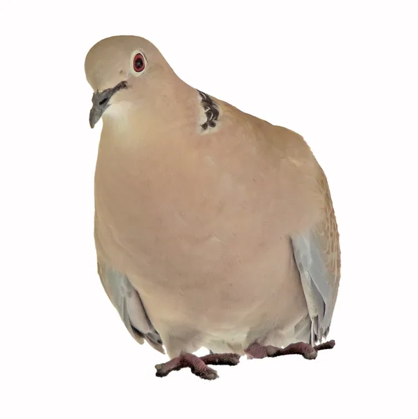 Ошейниковый голубь в городской среде — стоковое фото