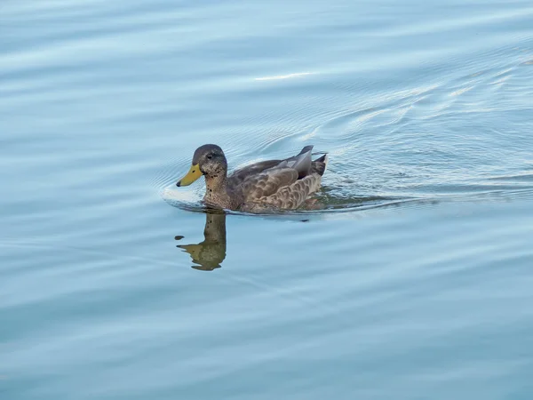 Pato selvagem jovem na lagoa — Fotografia de Stock