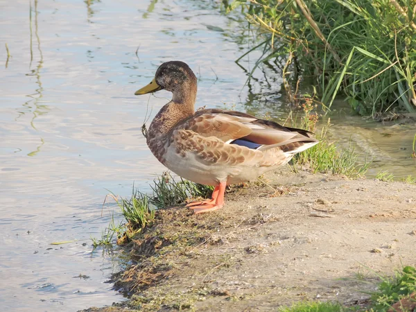 Młoda kaczka dzika na riverside — Zdjęcie stockowe