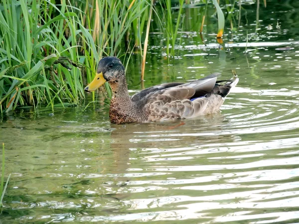 Młode Dzikie kaczki pływające w roślinności wodnej — Zdjęcie stockowe