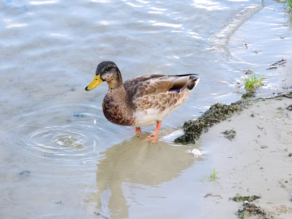 Joven pato salvaje en la arena de la orilla del río — Foto de Stock