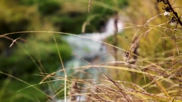 雨や風の中で秋の草のビデオ。季節の変化の概念 — ストック動画