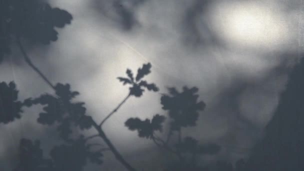 Astratto sfondo sfocato, ombra di foglie sulla superficie. Video in qualità HD — Video Stock