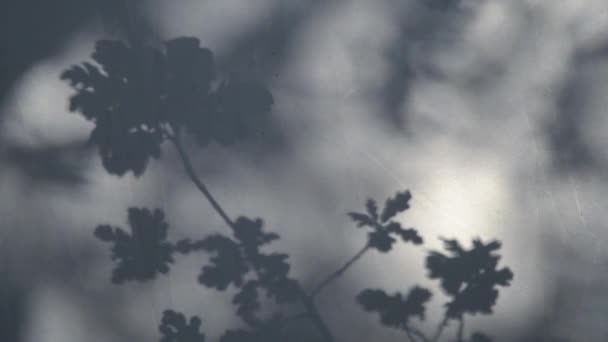 Abstracte wazige achtergrond, schaduw van bladeren op het oppervlak. Video in HD-kwaliteit — Stockvideo