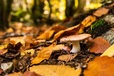 Ormanda düşen sonbahar yapraklarının arasında mantar. Mevsimlerin konsepti