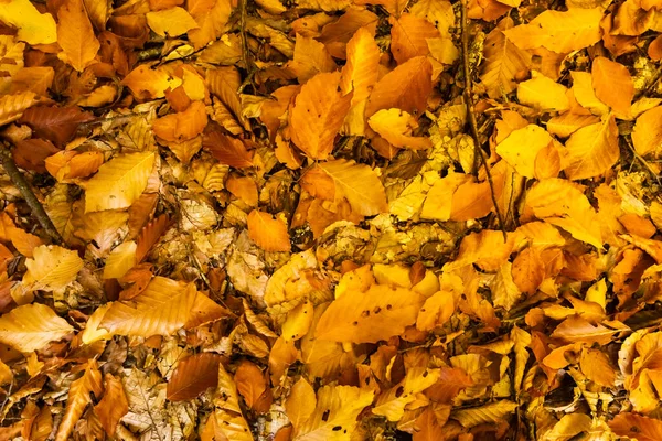 Fondo de hojas de otoño en el suelo. Desenfoque y grunge — Foto de Stock