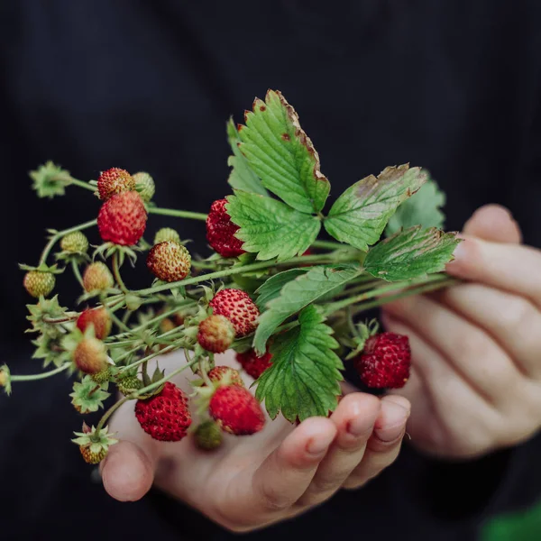 Frische Walderdbeeren Kleinen Händen — Stockfoto