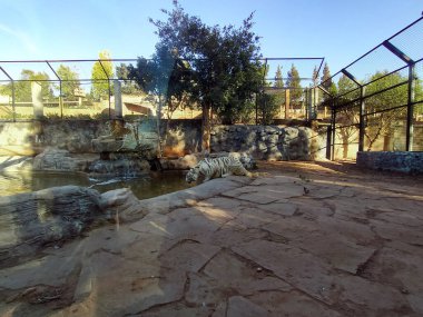 Kayadaki beyaz kaplan