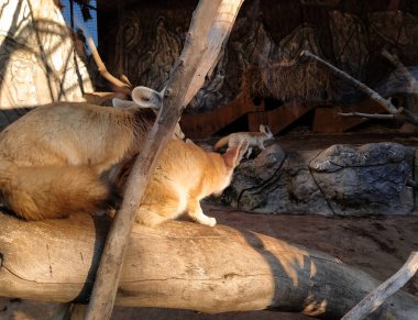 Hayvanat bahçesindeki çöl tilkisi