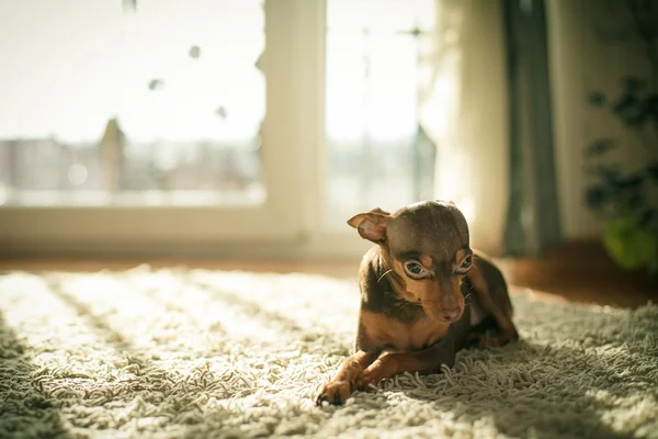Rosyjski toy terrier pies — Zdjęcie stockowe