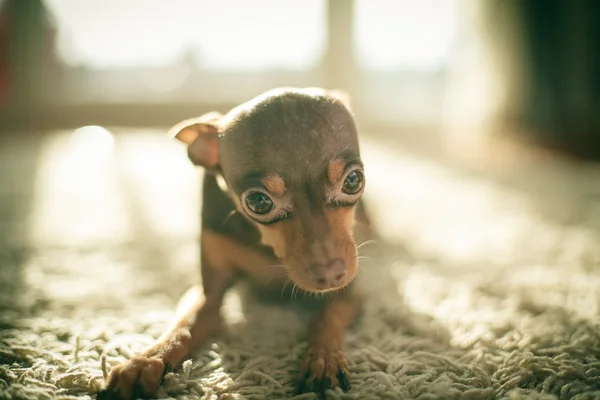Cão terrier brinquedo russo — Fotografia de Stock