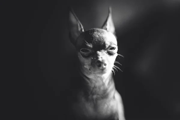 Rus oyuncak terrier köpek